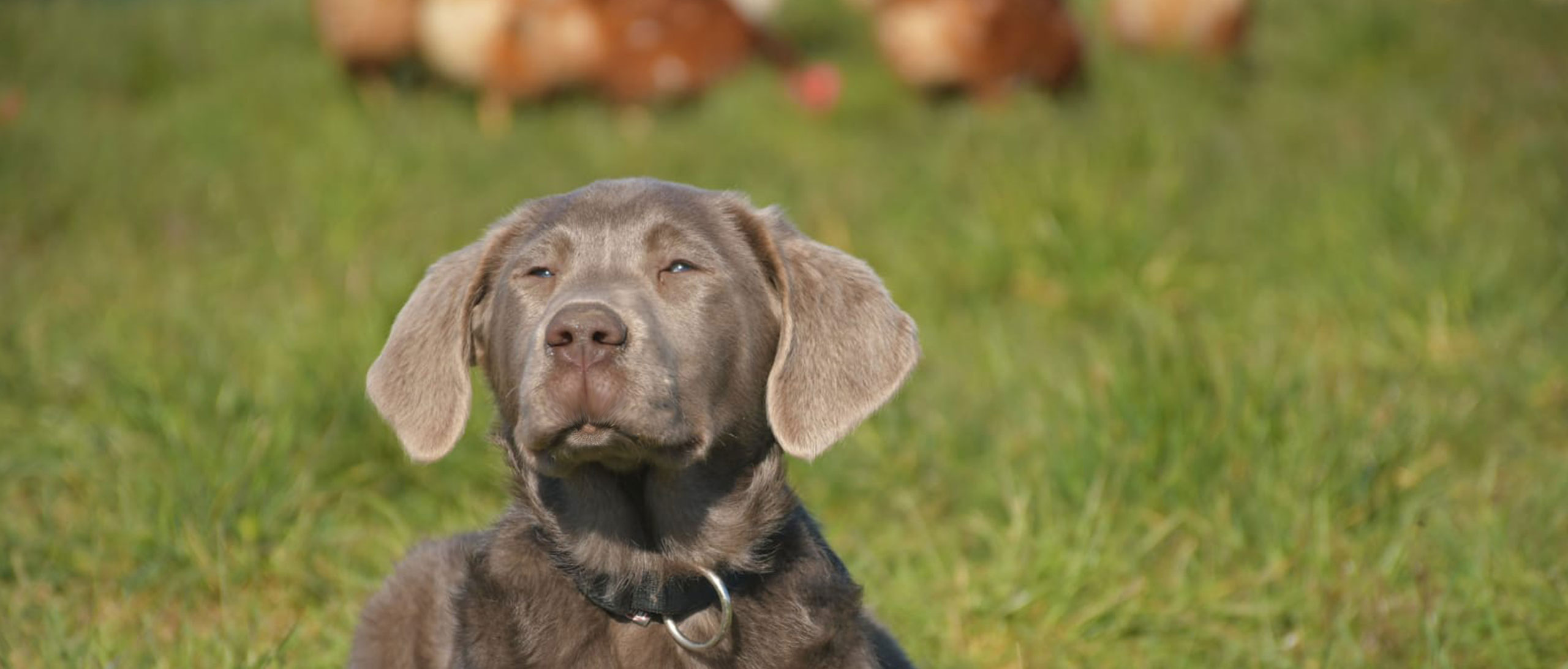 Hof Wolper: Hofhund Hansen