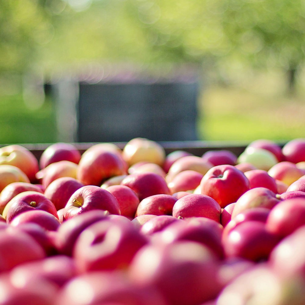 Hof Wolper: Obstbau Wedemeier